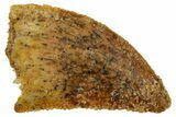 Serrated Raptor Tooth - Real Dinosaur Tooth #357939-1